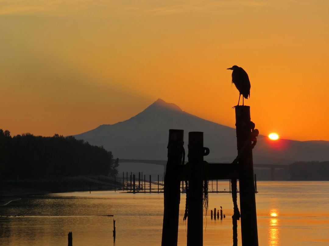 Idyllic Scene of Heron at Sunrise by Riverside with Mountain View