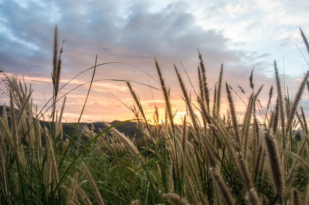 Sunset Among Tall Grasses with a Scenic Mountain View - Free Images, Stock Photos and Pictures on Pikwizard.com