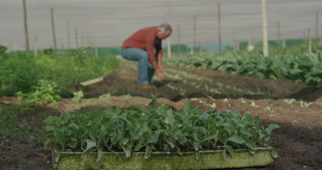 Farmer Planting Crops in Greenhouse with Seedlings in Foreground - Free Images, Stock Photos and Pictures on Pikwizard.com