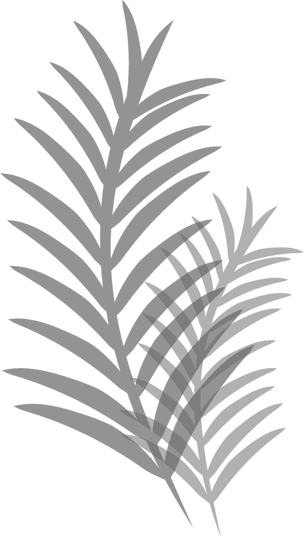 Palm Frond Silhouettes on Transparent Background Vector