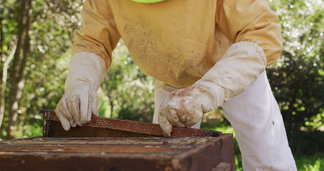 Beekeeper Inspecting Honeycomb Frame in Woodland Area - Free Images, Stock Photos and Pictures on Pikwizard.com