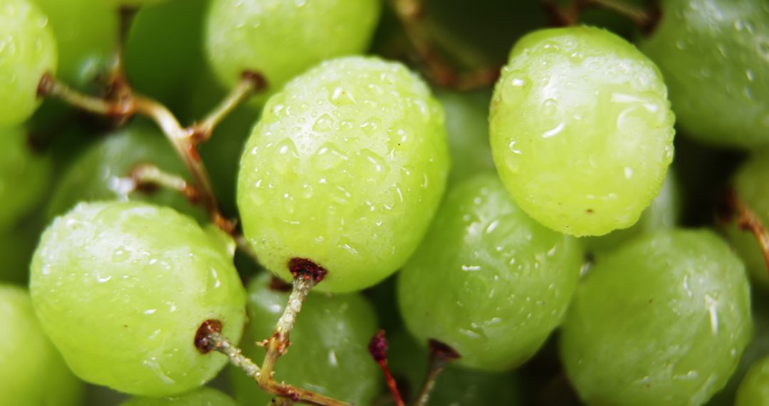 Close-Up of Fresh Green Grapes with Water Droplets - Free Images, Stock Photos and Pictures on Pikwizard.com
