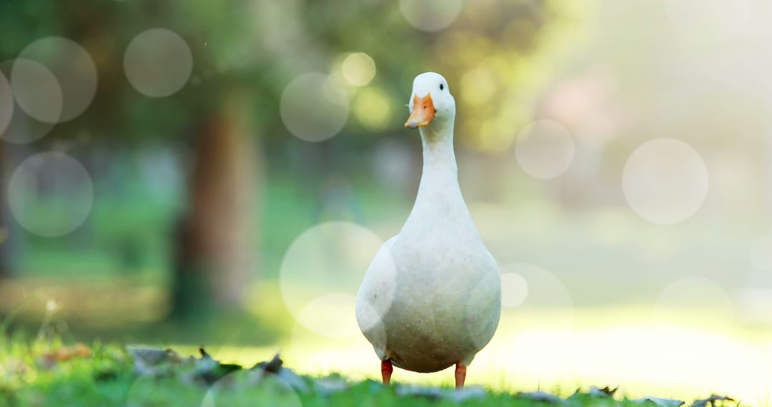 Serene Goose with Dappled Light in Park