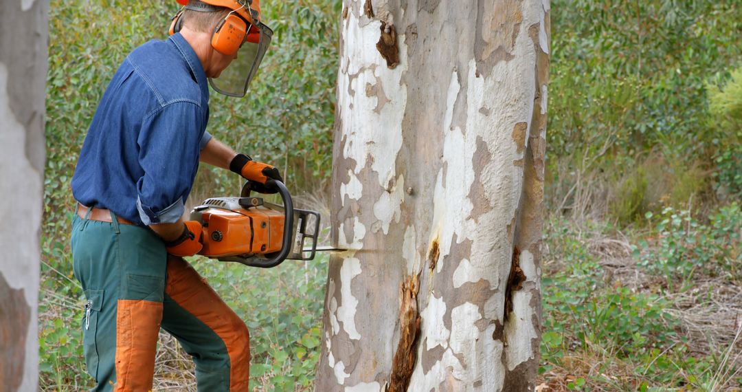 Lumberjack Cutting Tree in Forest with Chainsaw for Logging - Free Images, Stock Photos and Pictures on Pikwizard.com