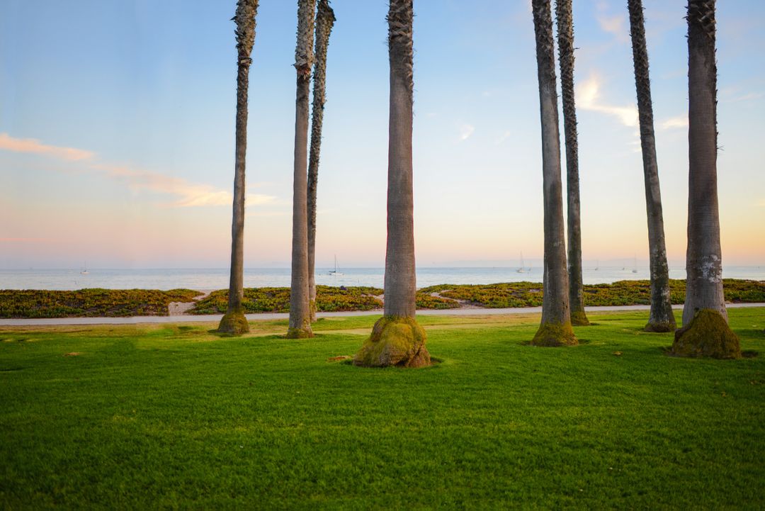 Tall Palm Trees and Green Grass Overlooking Ocean at Sunset - Free Images, Stock Photos and Pictures on Pikwizard.com