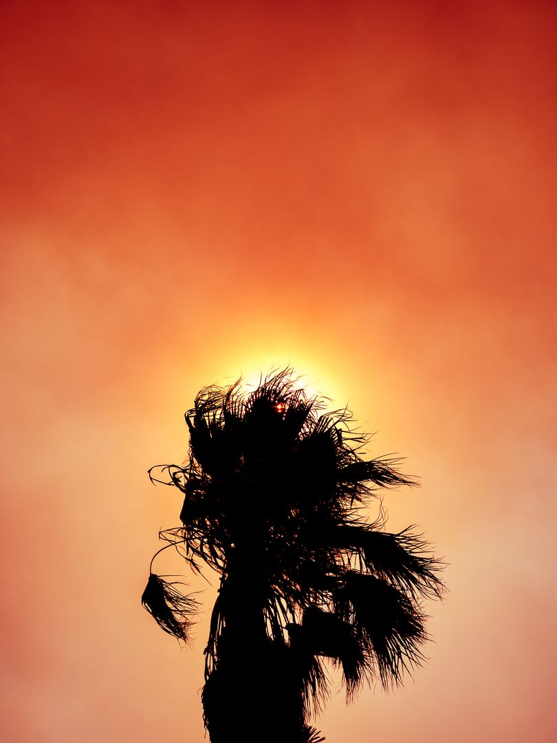 Silhouette of Palm Tree at Sunset with Fiery Sky - Free Images, Stock Photos and Pictures on Pikwizard.com