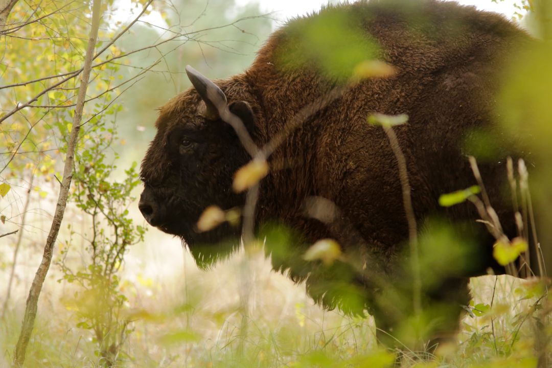 European Bison Grazing in Forest, Captivating Wildlife Scene - Free Images, Stock Photos and Pictures on Pikwizard.com