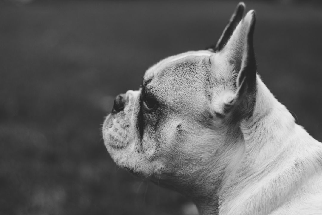 Close-Up Portrait of French Bulldog in Black and White - Free Images, Stock Photos and Pictures on Pikwizard.com