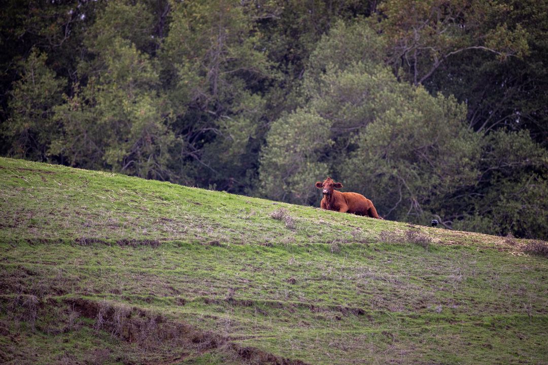 Solitary Red Cow Lying on Green Hillside with Forest Backdrop Rustic Pasture Scene