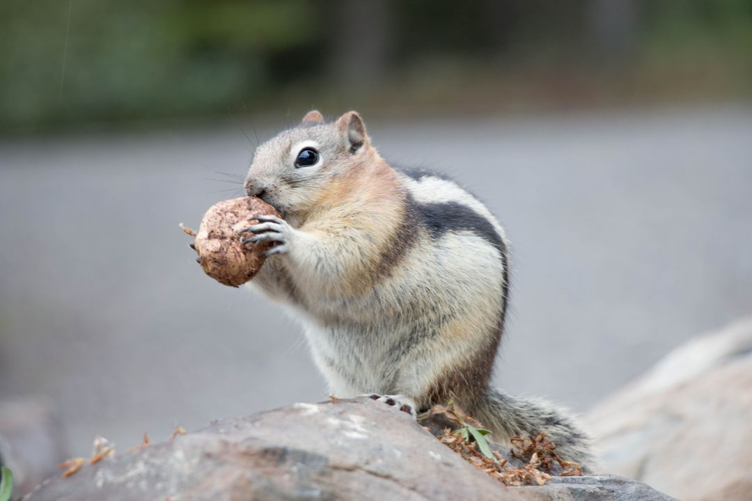 Cute Squirrel Eating Nut on Rock in Natural Habitat - Free Images, Stock Photos and Pictures on Pikwizard.com