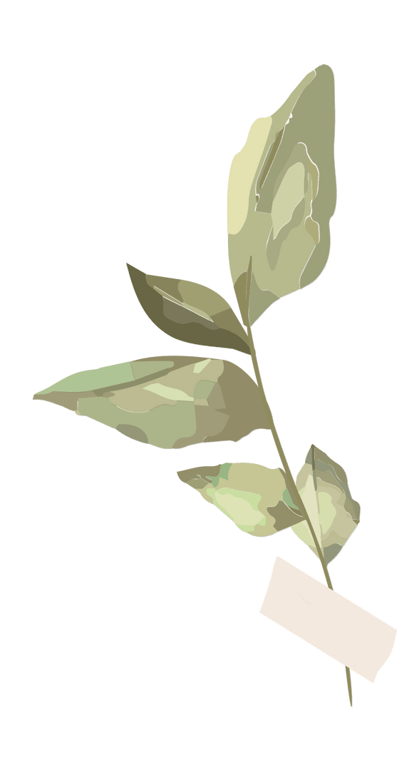 Botanical Illustration Variegated Leaf with Transparent Background
