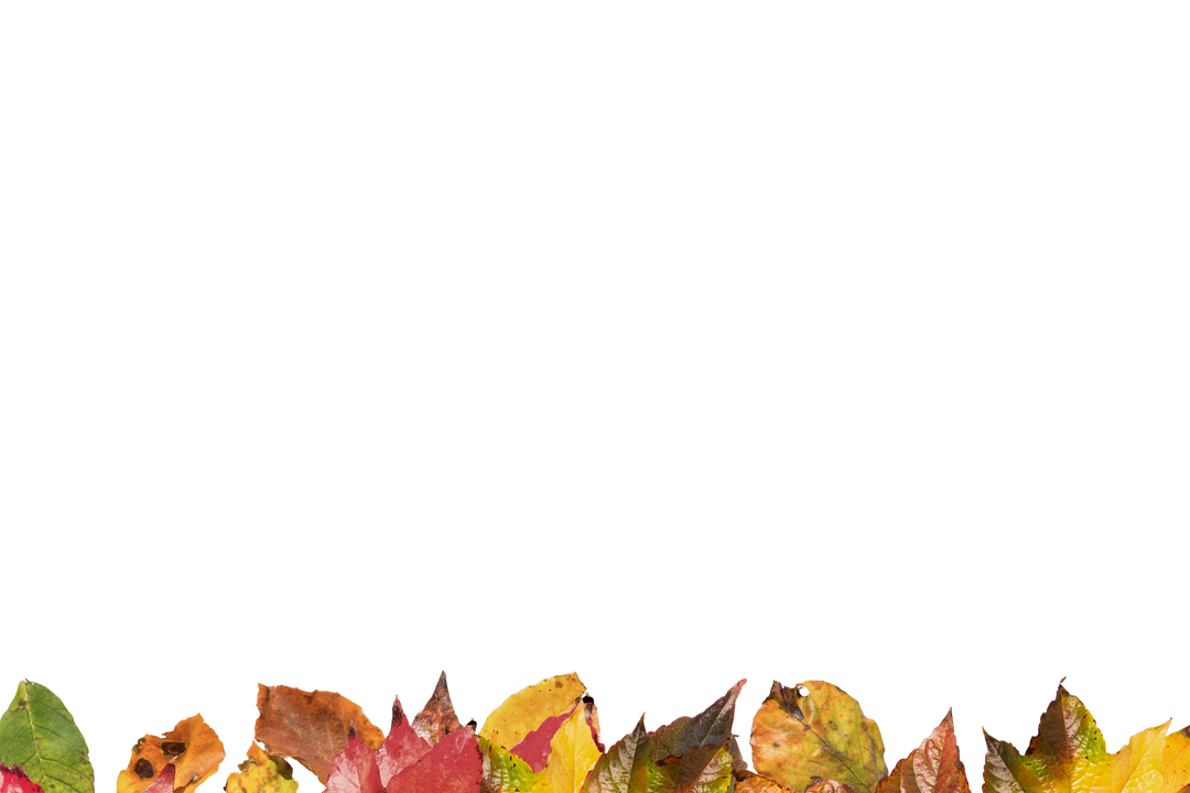 Colorful Autumn Leaves on Transparent Background Illustration - Download Free Stock Images Pikwizard.com