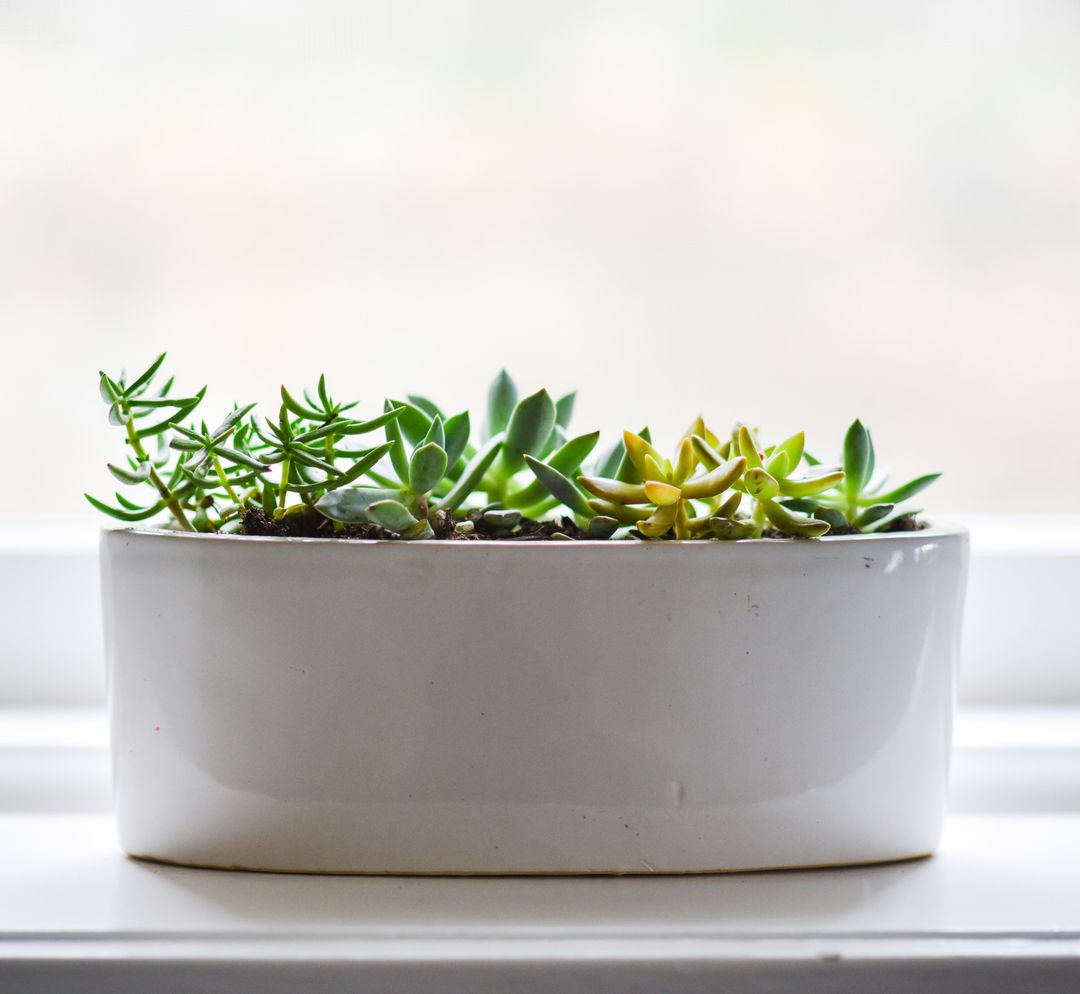 Minimalist Succulent Plant Arrangement in White Pot on Window Sill - Free Images, Stock Photos and Pictures on Pikwizard.com