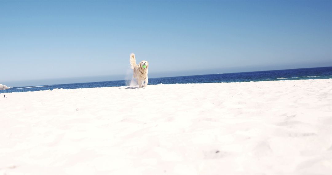 White cute dog running on white sandy beach by seaside against blue sky - Free Images, Stock Photos and Pictures on Pikwizard.com