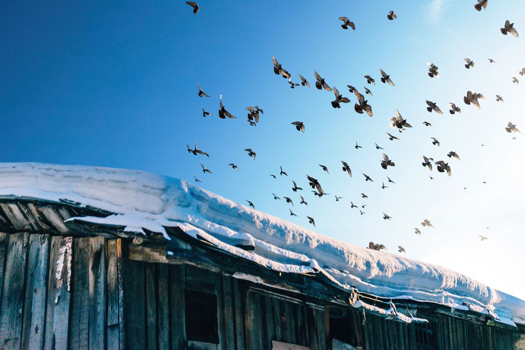 Birds Flying Over Snow-Covered Rustic Wooden Barn in Winter - Free Images, Stock Photos and Pictures on Pikwizard.com