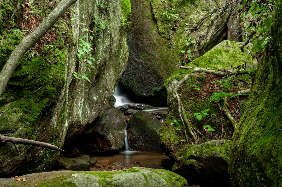 Tranquil Forest Scene with Moss-Covered Rocks and Stream