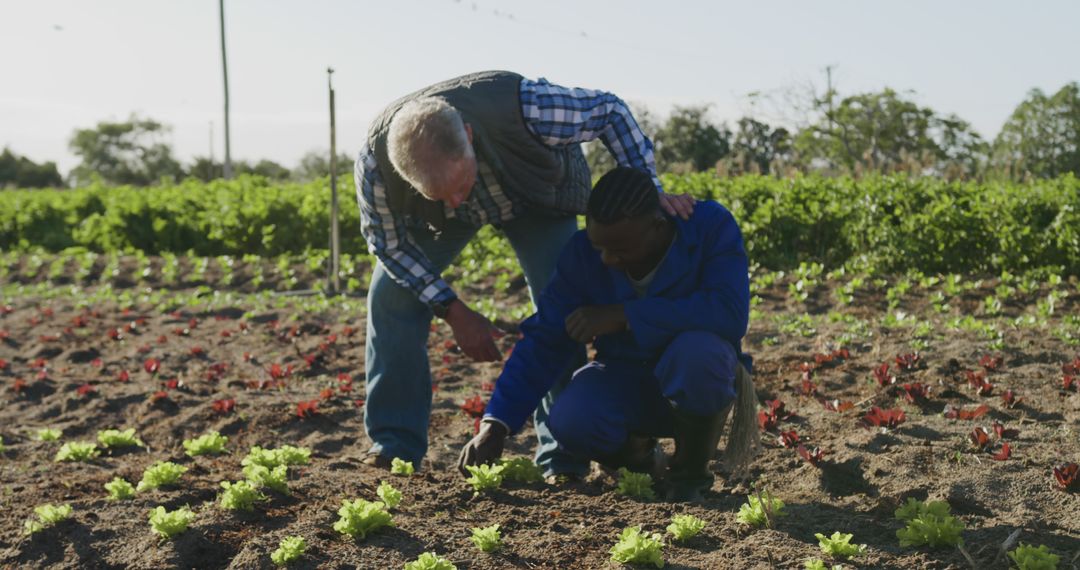 Senior Caucasian man teaches a young African American man farming outdoors - Free Images, Stock Photos and Pictures on Pikwizard.com