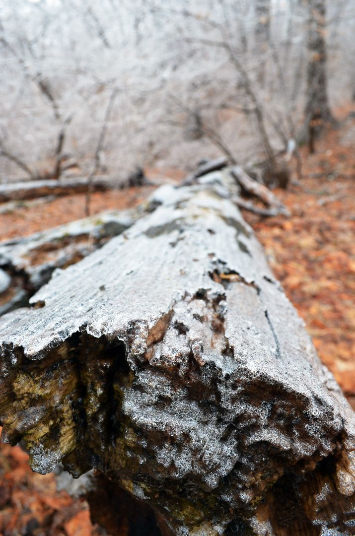 Moss Covered Fallen Tree in Winter Forest - Free Images, Stock Photos and Pictures on Pikwizard.com