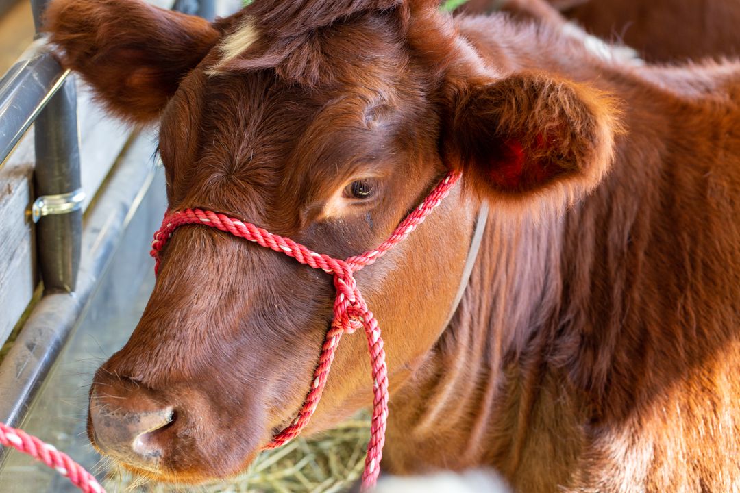 Red Brown Calf Wearing Rope Halter Close-up Portrait Resting in Barn Stall