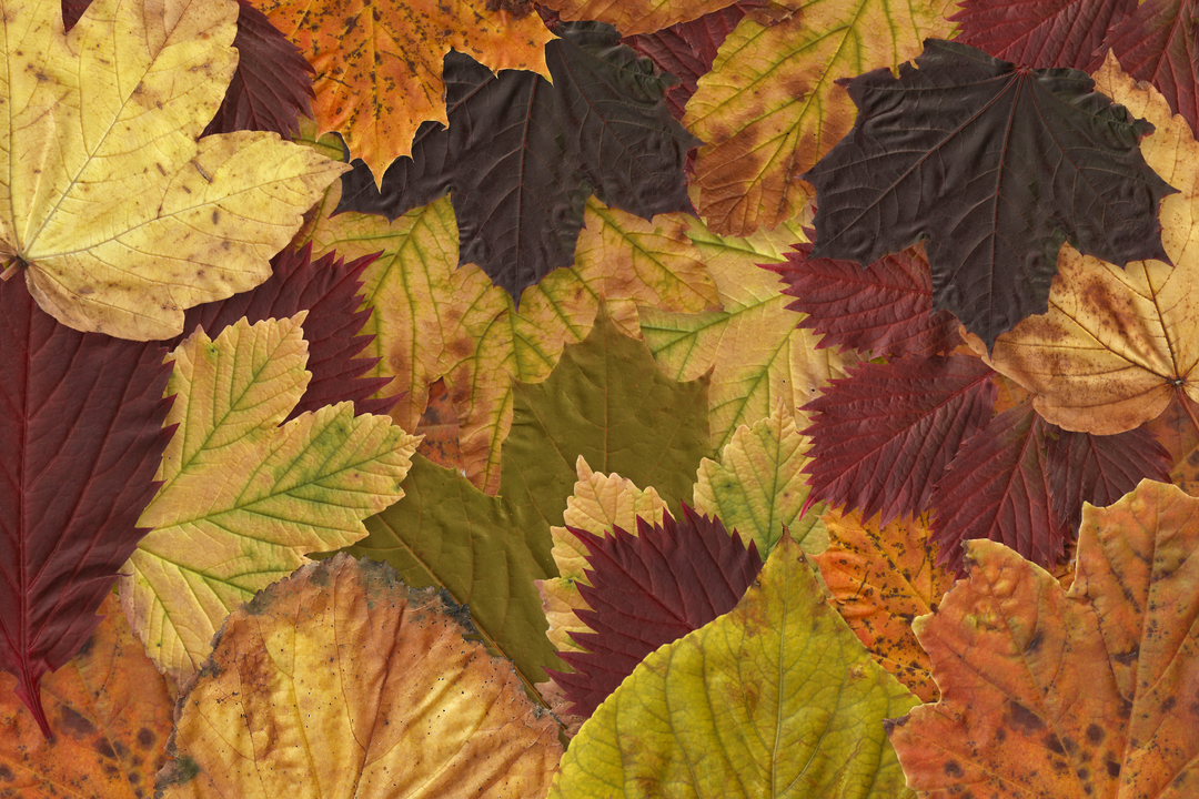 Colorful Autumn Leaves Overlapping Mesh on Transparent Background - Download Free Stock Images Pikwizard.com