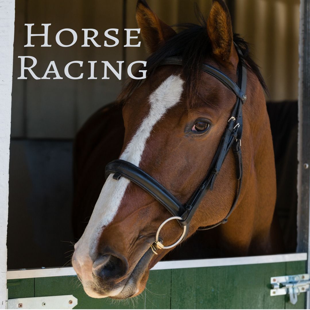 Racehorse Portrait Highlighting Elegance and Strength
