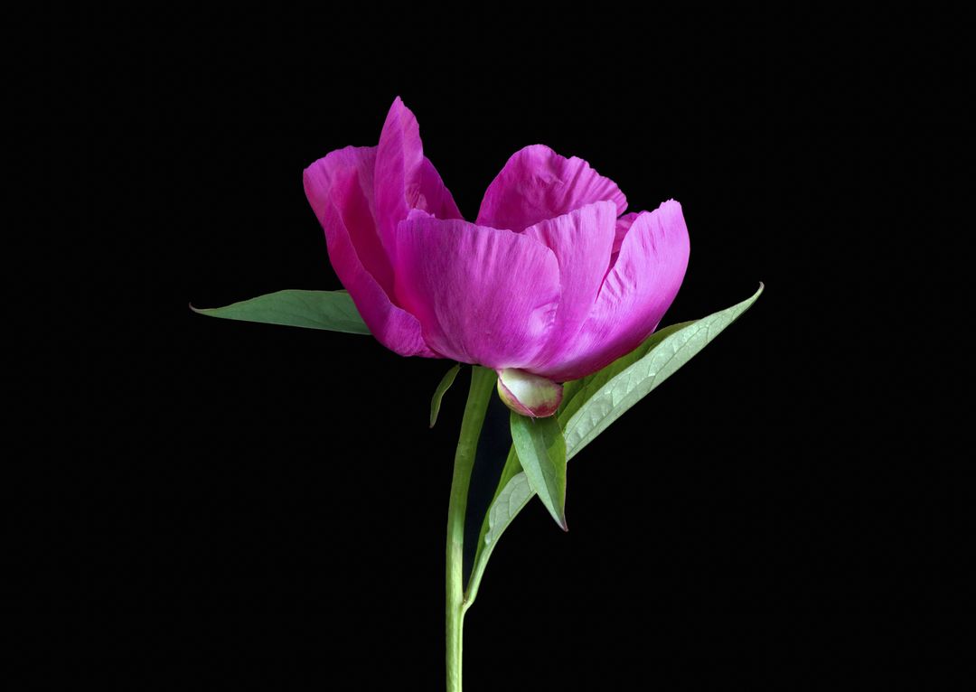 Vibrant Pink Peony on Black Background - Free Images, Stock Photos and Pictures on Pikwizard.com