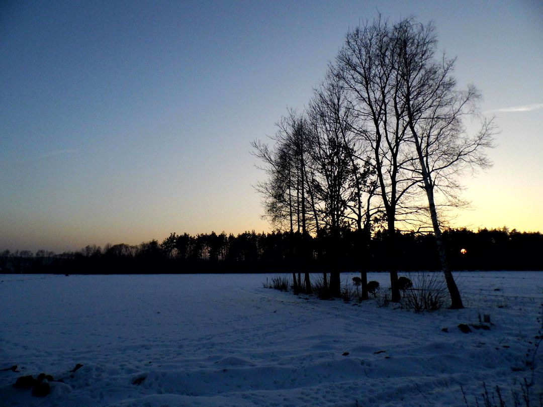 Winter Landscape with Snow-covered Field and Bare Trees at Dusk - Free Images, Stock Photos and Pictures on Pikwizard.com