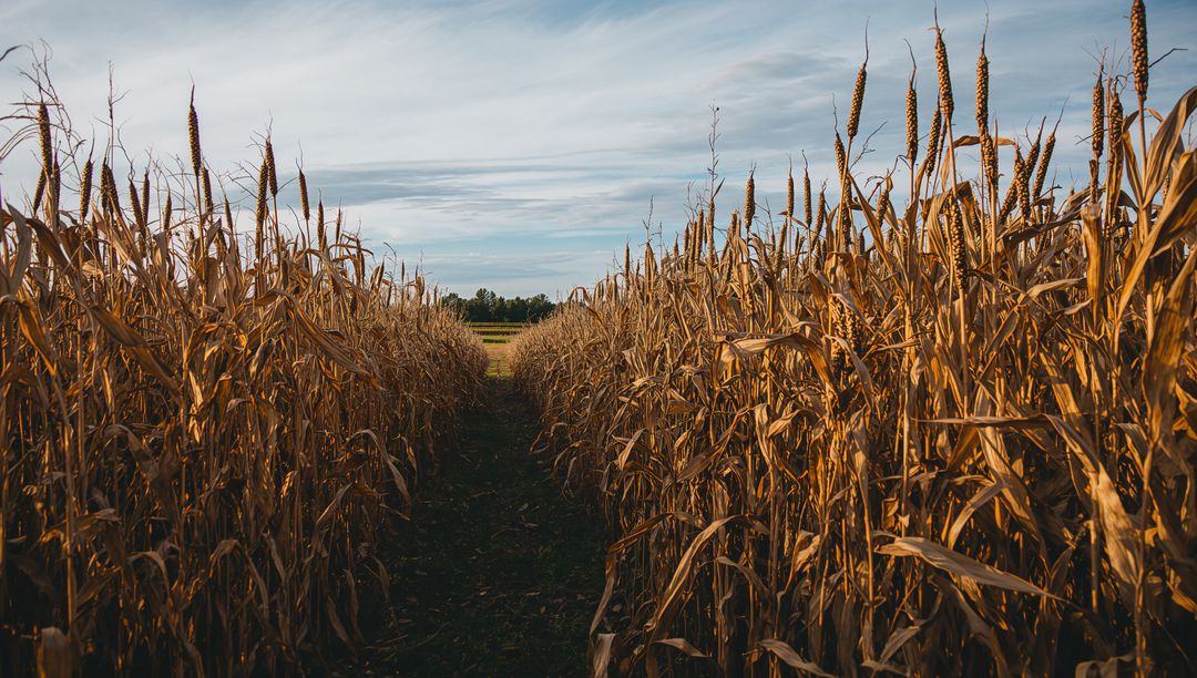 Leading Narrow Pathway Running Through Golden Dry Corn Field Autumn Harvest Landscape