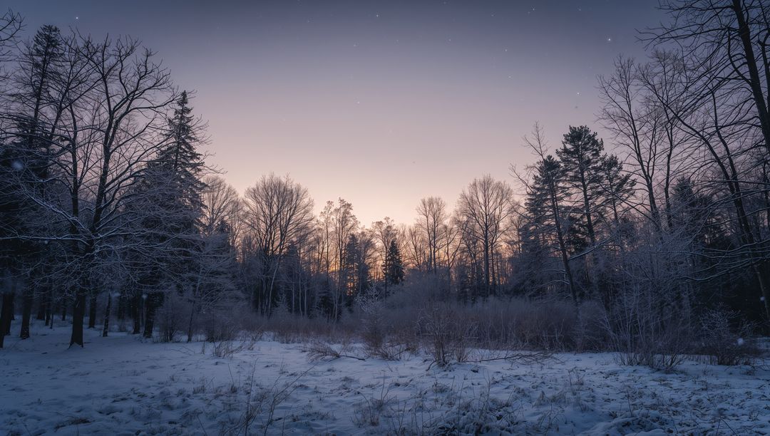 Glowing Snow-Covered Meadow Leading to Bare Trees and Evergreens at Twilight with Distant Stars