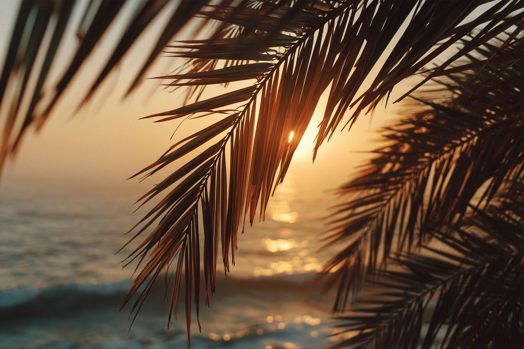 Palm Fronds Framing Golden Sunset Over Calm Ocean with Sparkling Water Reflection