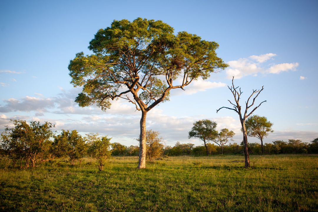 Sunlit African savannah trees casting long shadows during golden hour