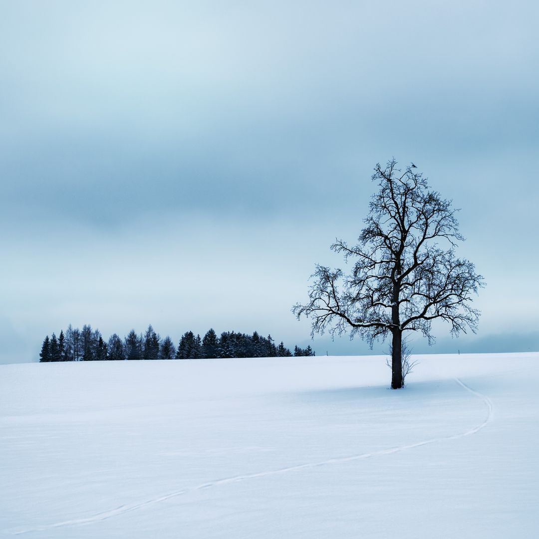 Solitary Tree in Snow-Covered Field on Winter Day - Free Images, Stock Photos and Pictures on Pikwizard.com