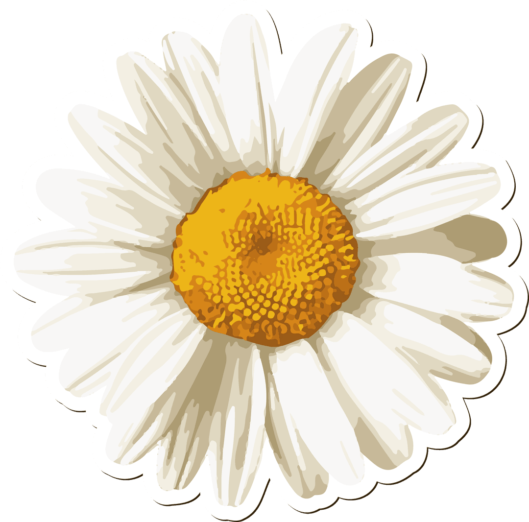 Flat Design Daisy on Transparent Background with White Petals