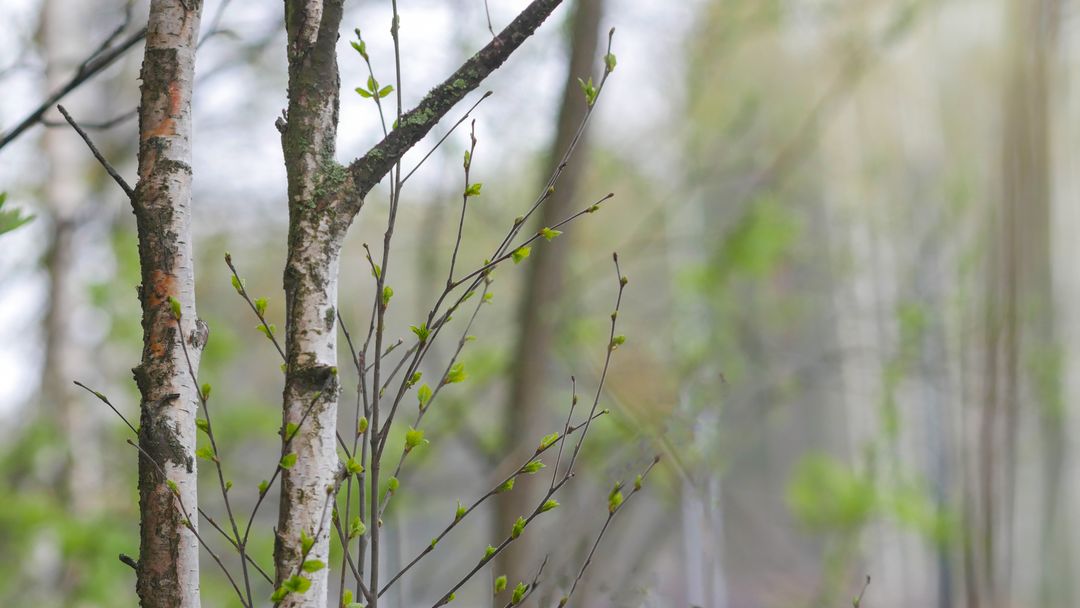 Young birch leaf trees with new leaves in spring