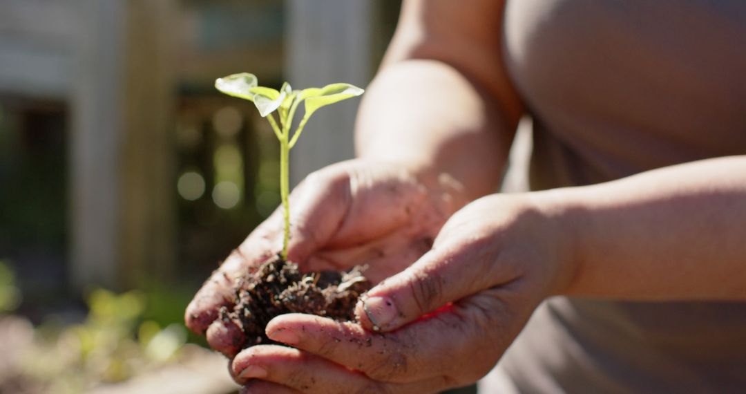 Close-Up of Hands Holding Seedling in Garden - Free Images, Stock Photos and Pictures on Pikwizard.com