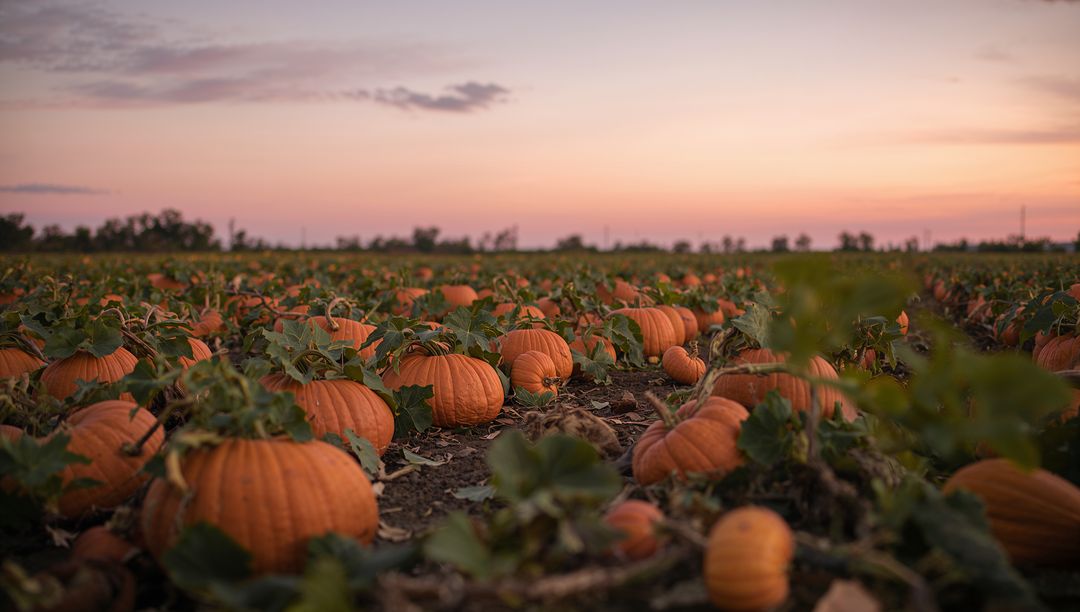 Pumpkin Patch at Dusk with Bountiful Harvest