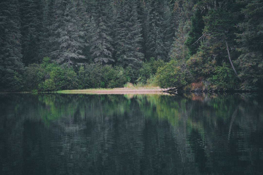 Serene Forest Lake with Reflection of Dense Trees - Free Images, Stock Photos and Pictures on Pikwizard.com