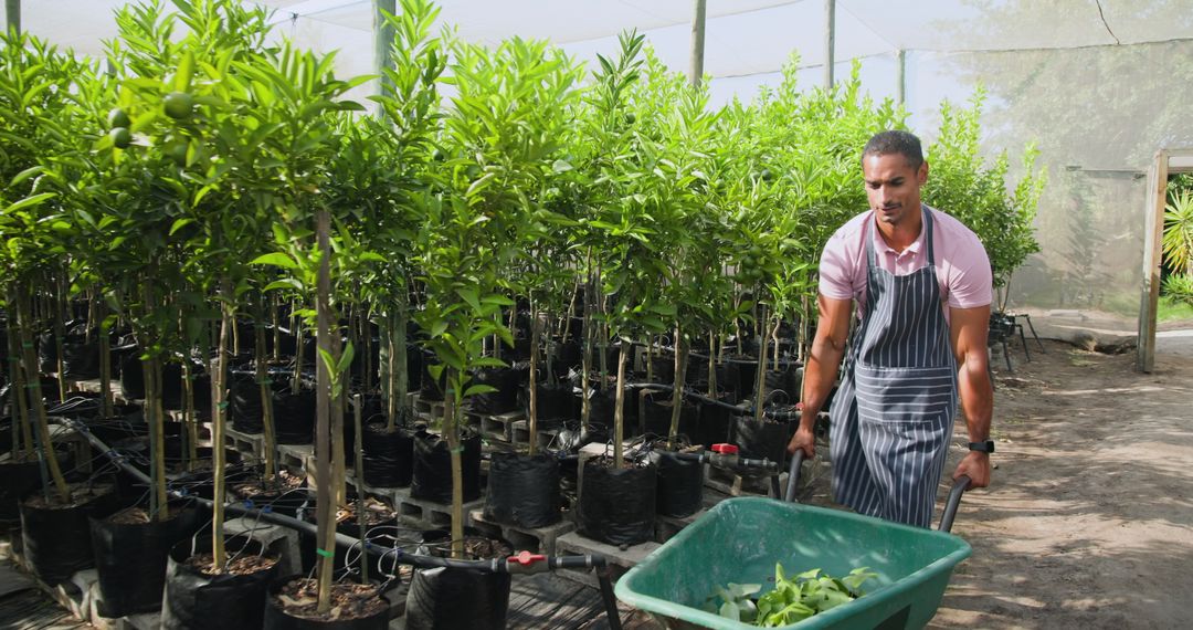 Gardener Pushing Wheelbarrow in Nursery with Young Trees