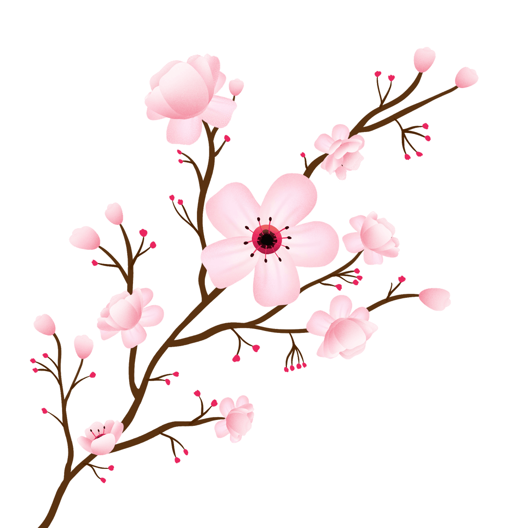 Transparent Background Cherry Blossom Branch with Delicate Flowers