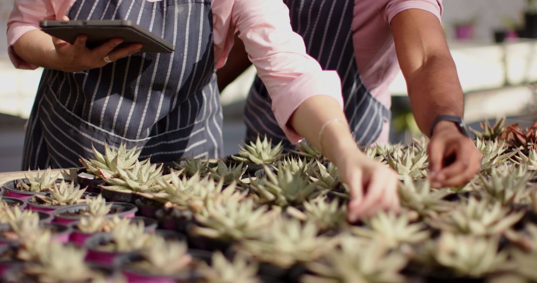Gardeners Using Technology to Manage Succulent Nursery in Greenhouse