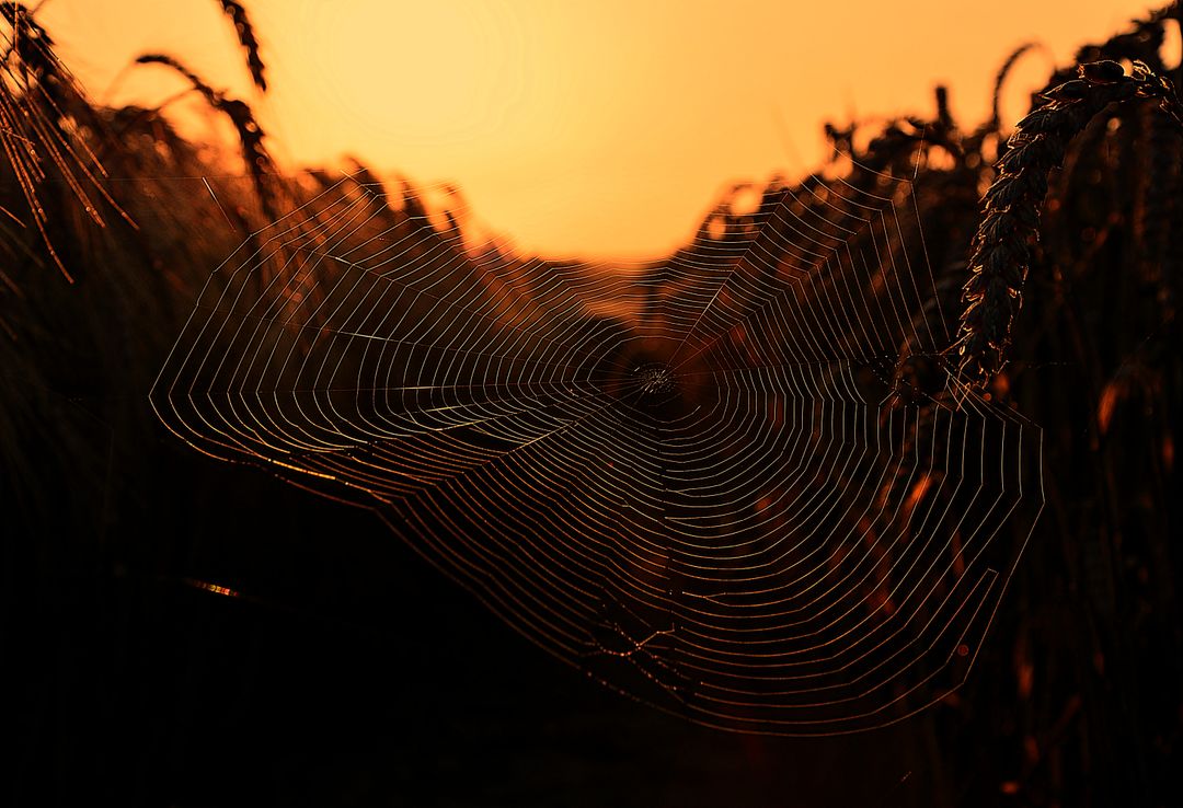 Spider Web in Wheat Field at Sunset - Free Images, Stock Photos and Pictures on Pikwizard.com