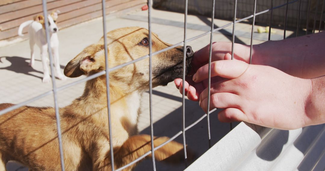 Hands of caucasian woman petting dog standing behind fence in dog shelter - Free Images, Stock Photos and Pictures on Pikwizard.com