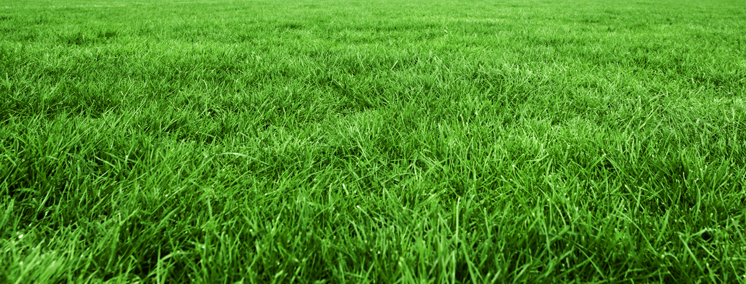 Fresh Green Grass Texture on Transparent Background