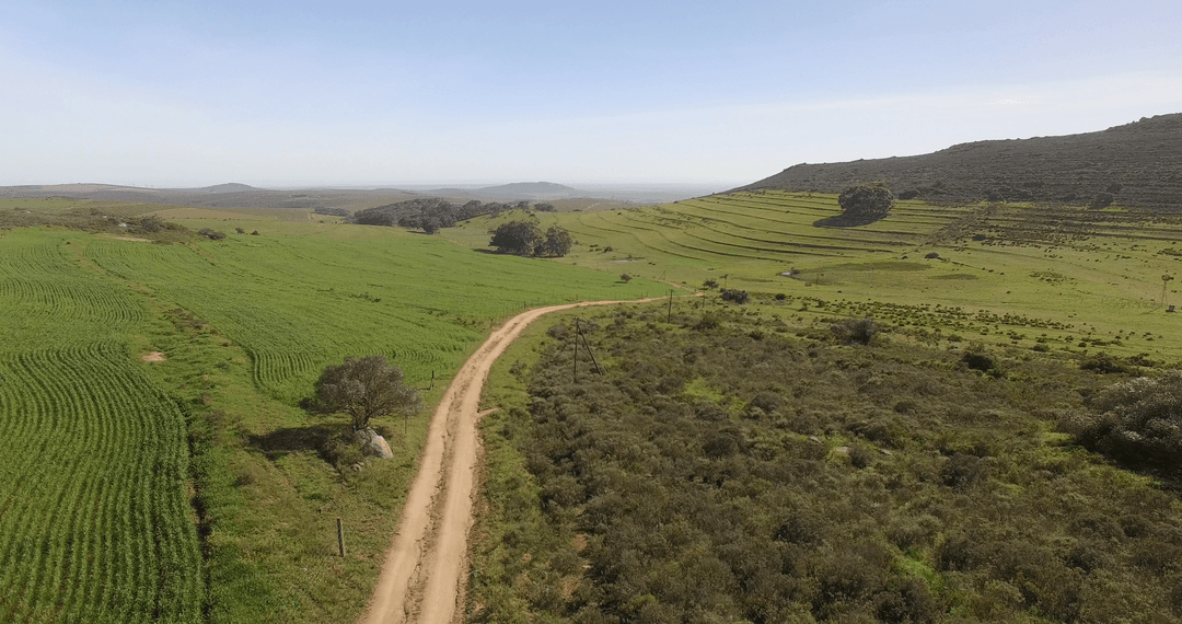 Transparent Countryside Landscape with Winding Path and Rolling Hills