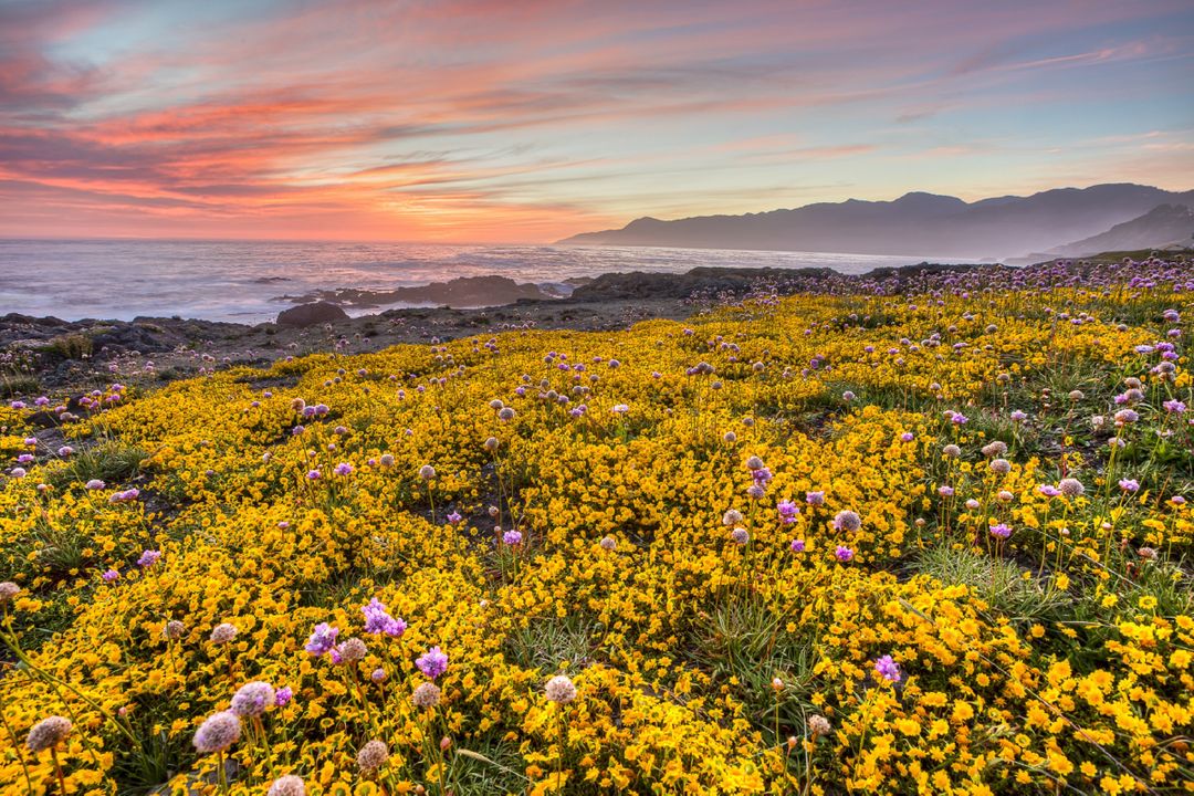 Sunset Over Coastal Wildflower Bloom with Mountains - Free Images, Stock Photos and Pictures on Pikwizard.com