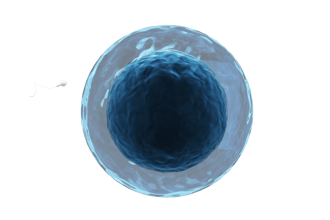 Sperm Cell Penetrating Transparent Ovum Close-Up