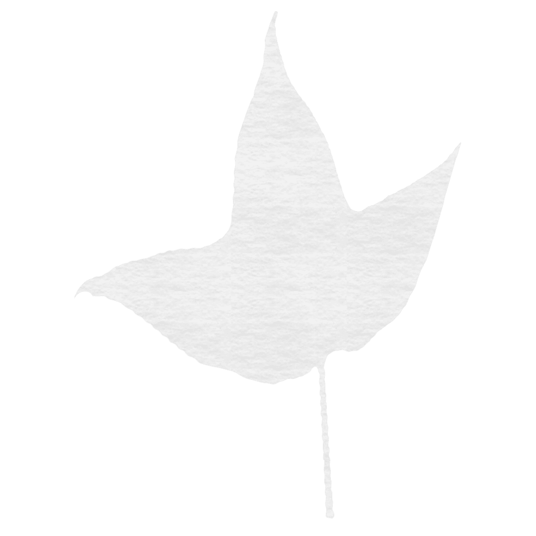 Leaf Silhouette with Copy Space on Transparent Background