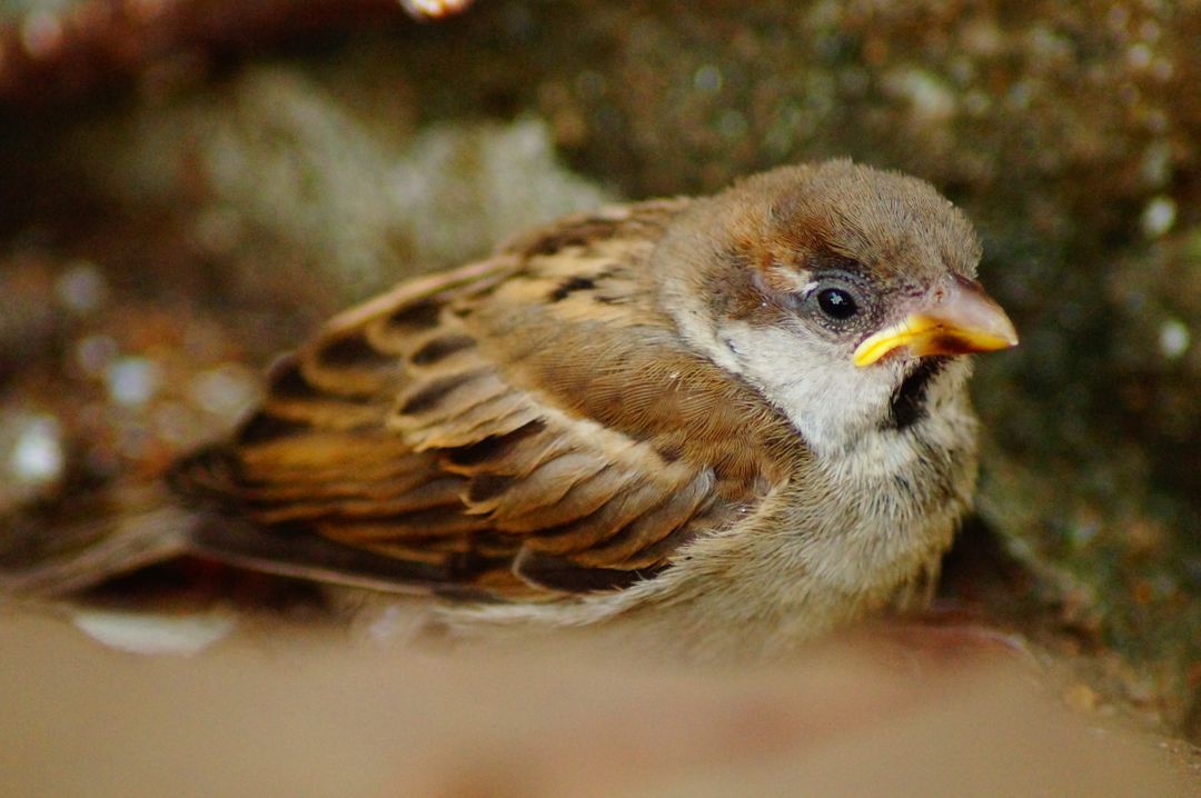 Close-up of a Sparrows Chick Perched on the Ground - Free Images, Stock Photos and Pictures on Pikwizard.com