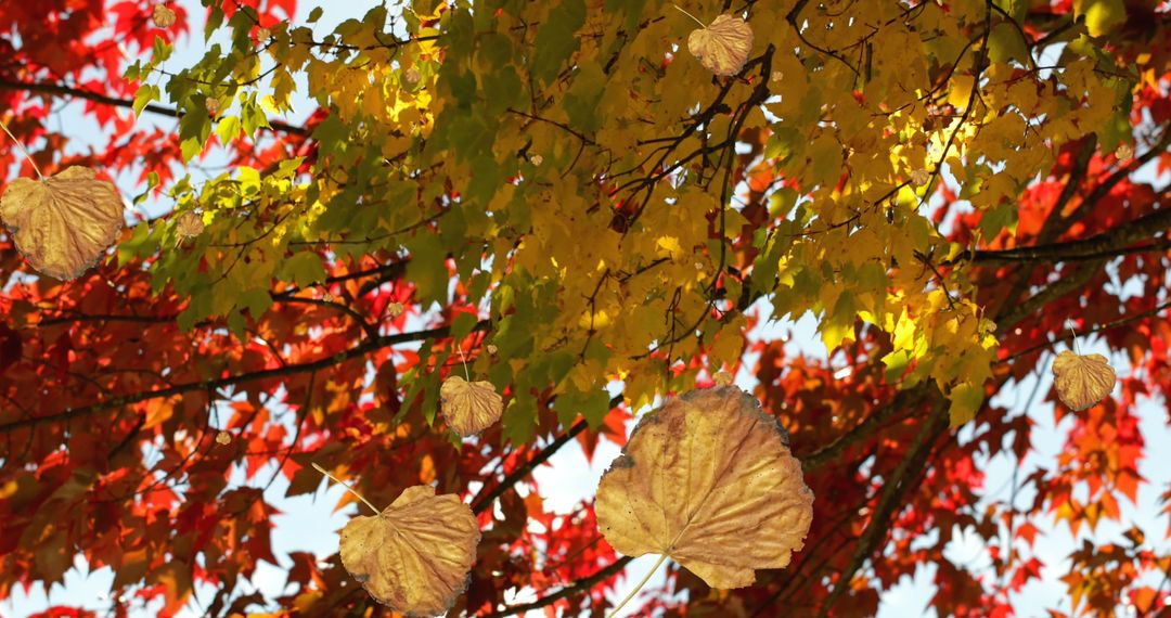 Colorful Autumn Leaves Gracefully Falling From Trees