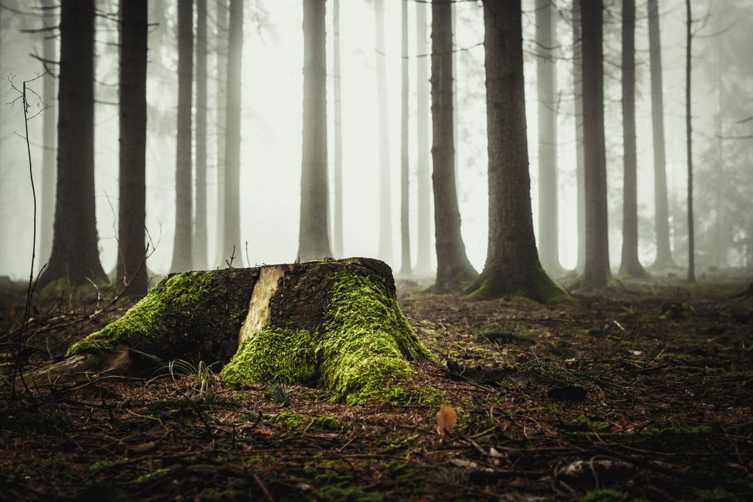 Moody Forest with Mossy Stump and Tall Misty Trees - Free Images, Stock Photos and Pictures on Pikwizard.com